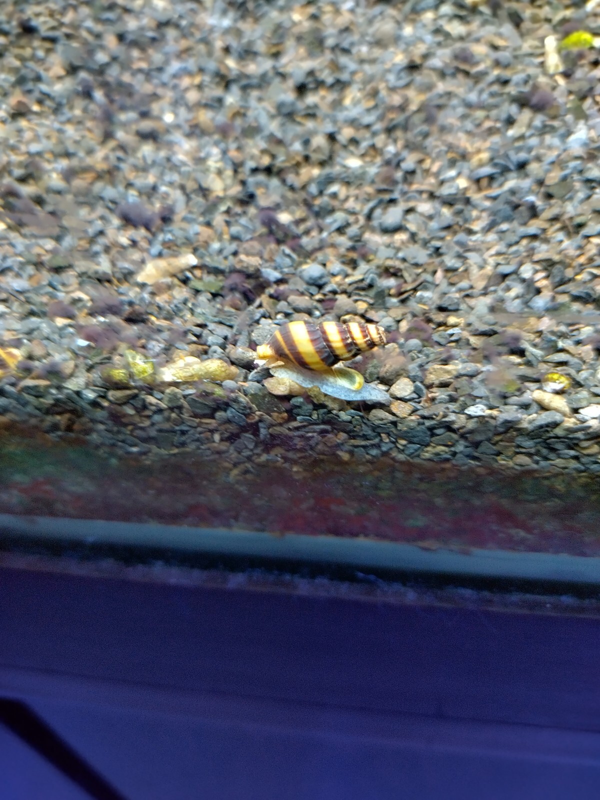 Assasin Snails x6 For Sale 🐚 eBay