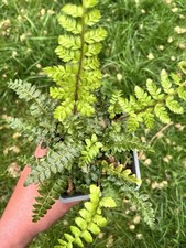 Polystichum polyblepharum Japanese Lace Evergreen Plant x 1 litre Pot