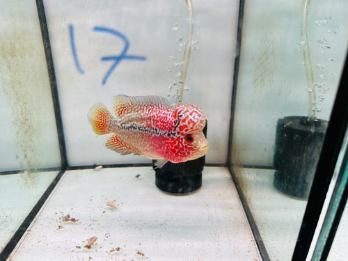 Big Head Dual Tone Kamfa F3 Flowerhorn PNPV 3 Inches - Picture 4 of 4