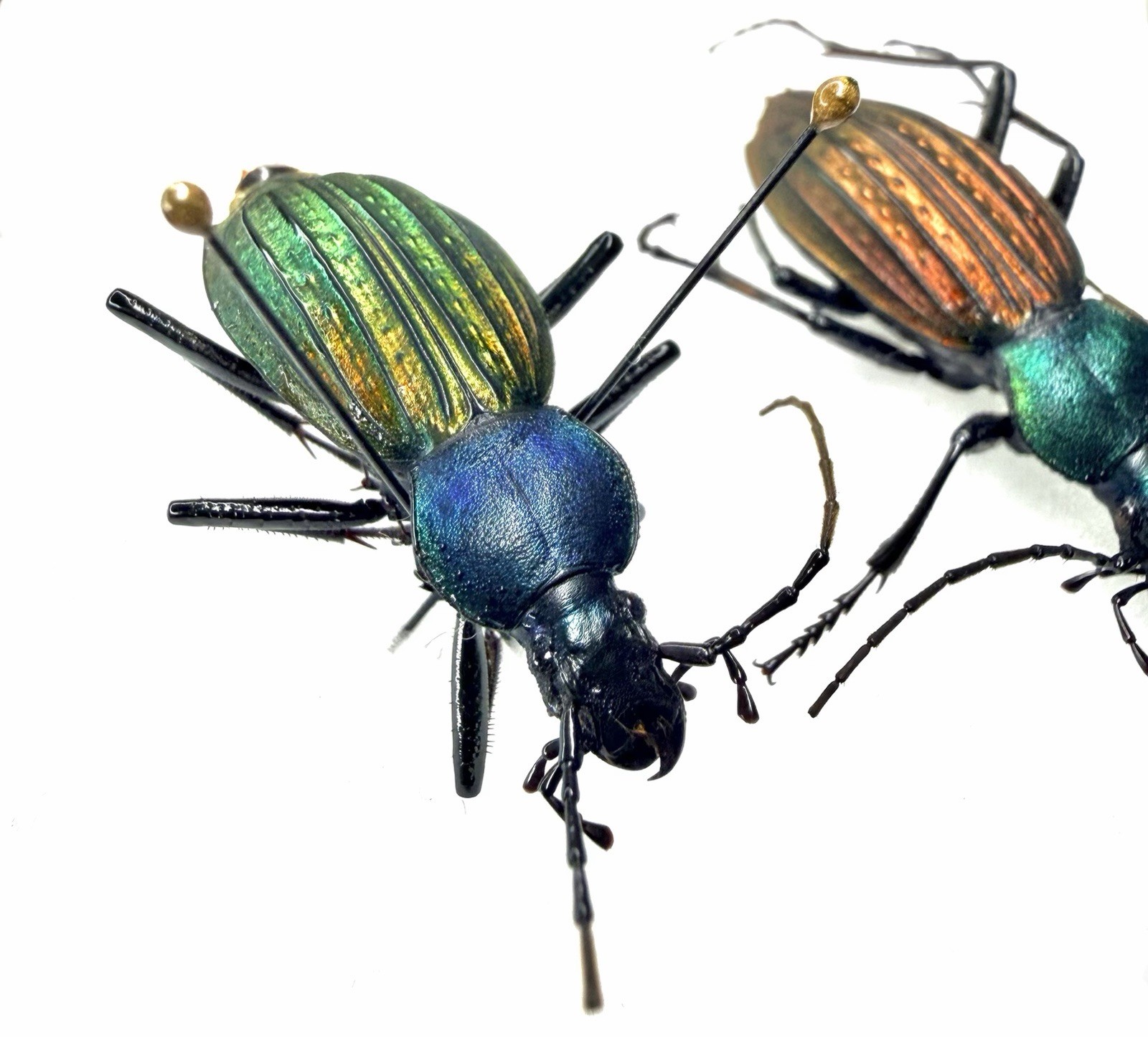 Dazzle Carabidae Specimen丨Carabus cantonensis×2 Two different color A2 Guangdong