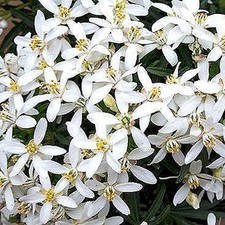 Choisya White Dazzler Mexican Orange Evergreen Outdoor Hardy Shrub Plant