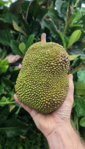 Jackfruit ~ Nangka Mini ~ Artocarpus heterophyllus ~ Seedling ~ Rare Fruit Tree