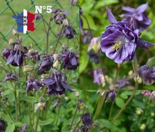 ANCOLIE VULGARIS VIOLETTE DOUBLE N°5 COMME PHOTO CULTURE BIO LOT DE 100 GRAINES