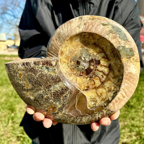 4.07LB Rare! Natural Tentacle Ammonite FossilSpecimen Shell Healing Madagascar - Picture 4 of 13