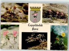 39249426 - Narvik Isranunkel Lapsk alpros Fjaellbrud Fjaellarnika Fjaellnejlika