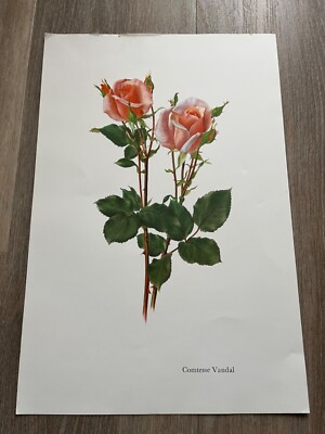 large vintage colour print of a comtesse vandal rose