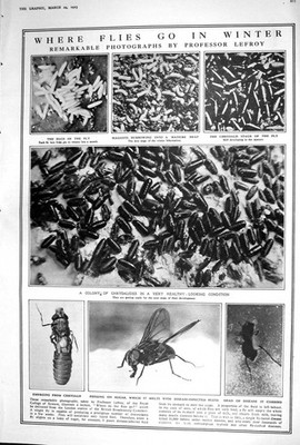Alte 1923 Fliegen Lefroy Eier Maden Chrysalis Fashion Frills Frivoliti 20.