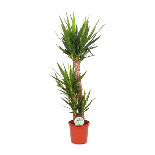 Yucca Elephantipes - stilvolle Zimmerpflanze mit Ø24cm und Höhe 125cm, ideal für - Bild 4 von 4