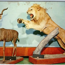c1910s Sioux Falls SD Lion Kudu Game Mount Taxidermy Hardware Store Postcard A26