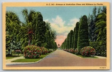 Vintage Linen Postcard Avenue of Australian Pines and Hibiscus in Florida K2