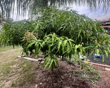 3 Mango Scion Grafting Cuttings Bud Wood For Grafting Lemon Zest