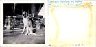 1948-1949 Borzoi Dog Breed "Malchik" vintage Found Photo V3978