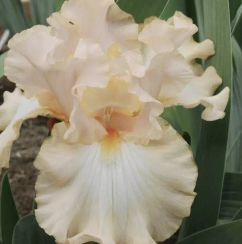 Iris - Mixed Colours - Lucky Dip - 90 Rhizomes For $350 Free Postage - Picture 3 of 5