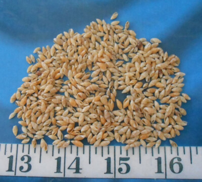 ~ Rice Shells ~ ***SPECIAL*** ~ Wheat/Beige/Brown ~ 500+ ~ Sailor's Valentines ~
