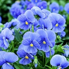 Blue Garden Violet (Viola Papilionacea) | Bare-roots