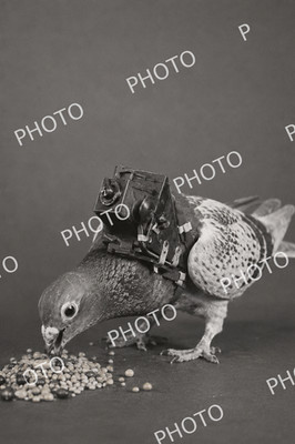 Taubenfotograf mit Kamera 4x6 Foto 239