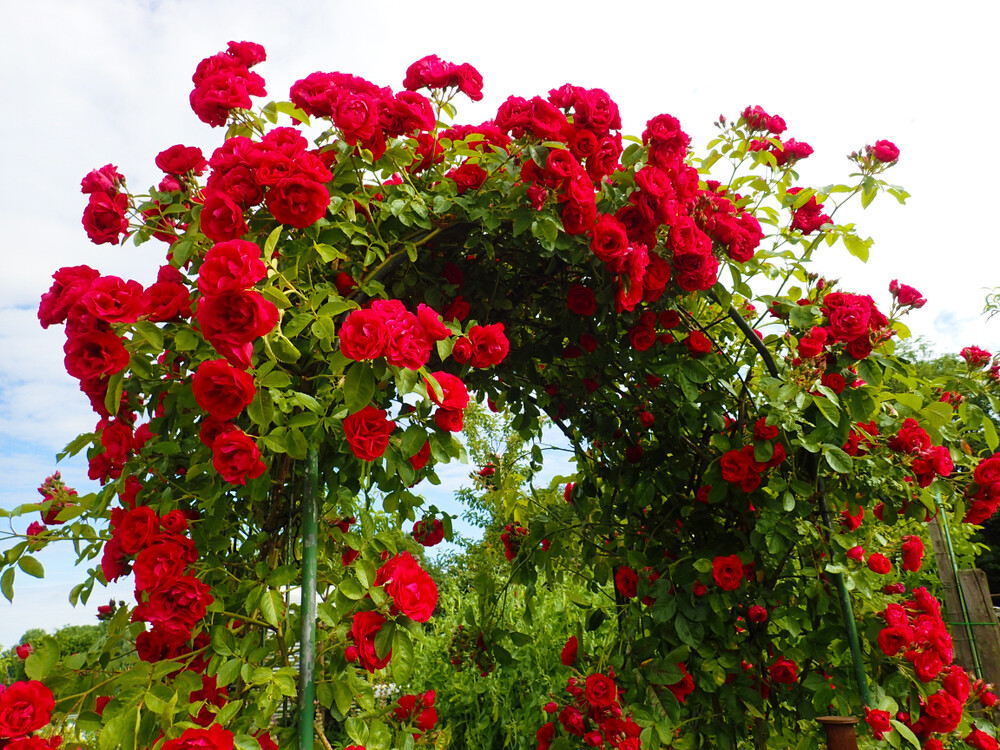 Buy 50 Climbing Rose Vine Seeds - Amazing Growth and Beautiful Roses
