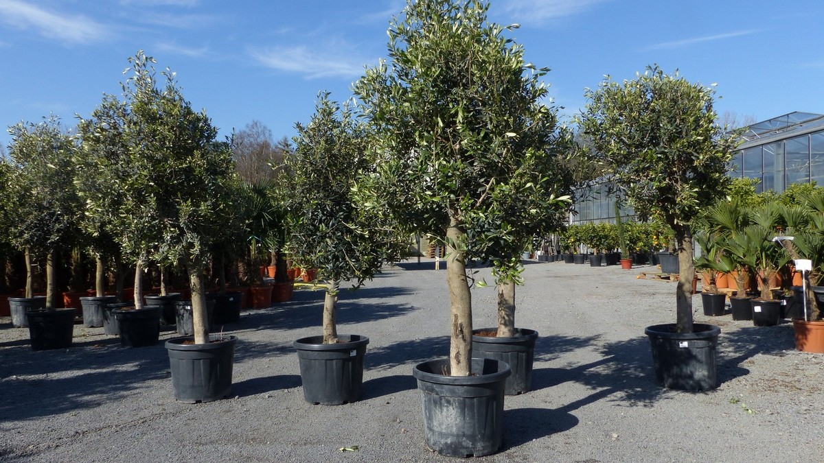 Olivenbaum Olive 170 - 180 cm beste Qualitt Olea Europaea Arbequina  winterhart | eBay.de