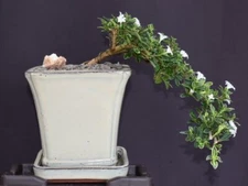 Mount Fuji Serissa Foetida Bonsai Tree Cascade Style Indoor Flowering 5-6" H