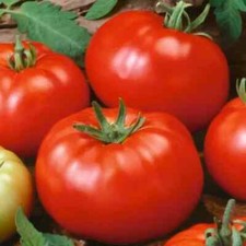 Beefsteak Tomato Seeds  Heirloom / Slicing  Non-GMO  Free Shipping  50 seeds