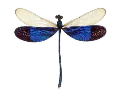 Neurobasis kaupi ONE REAL BLUE CLEAR WINGS DRAGONFLY DAMSELFLY PAPERED PACKAGED