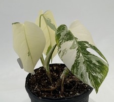Monstera Albo rooted And potted EBAY-Potalbo-004