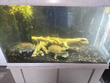 Indonesian Snakeneck Turtle Tank