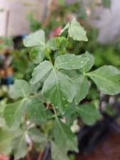 5 Seeds Balm of Gilead -Tropical Container Gardening  Commiphora berryi  Rare