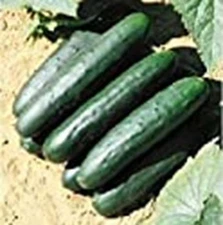 Raider Cucumbers Seeds (((25 Seed Packet))) (More Heirloom, Organic, Non GMO, Ve