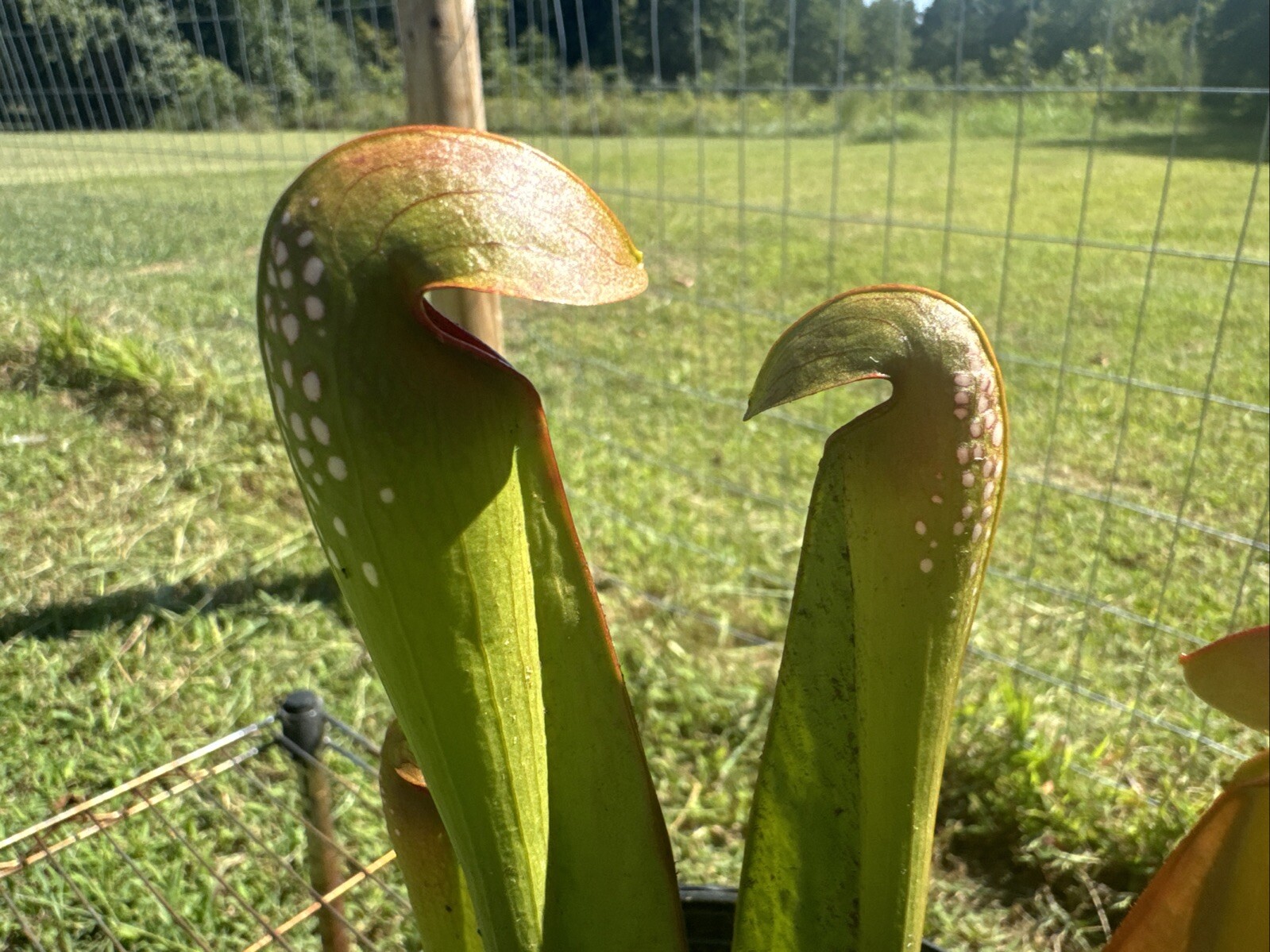 SARRACENIA MINOR “ST. JOHNS CO, FLORIDA” INSTITUTO TECNOLÓGICO DE CHINÁ