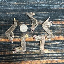 5 Real tanned Muskrat Back Feet Cured Taxidermy Mount Repair Arts Craft Witch