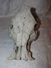 Large Animal Skull With Tusks Boar? Pig? Hog?