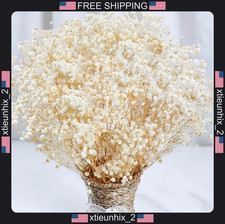 Dried Baby's Breath Flowers 17 Inch Ivory White for Decor, 4000 Heads