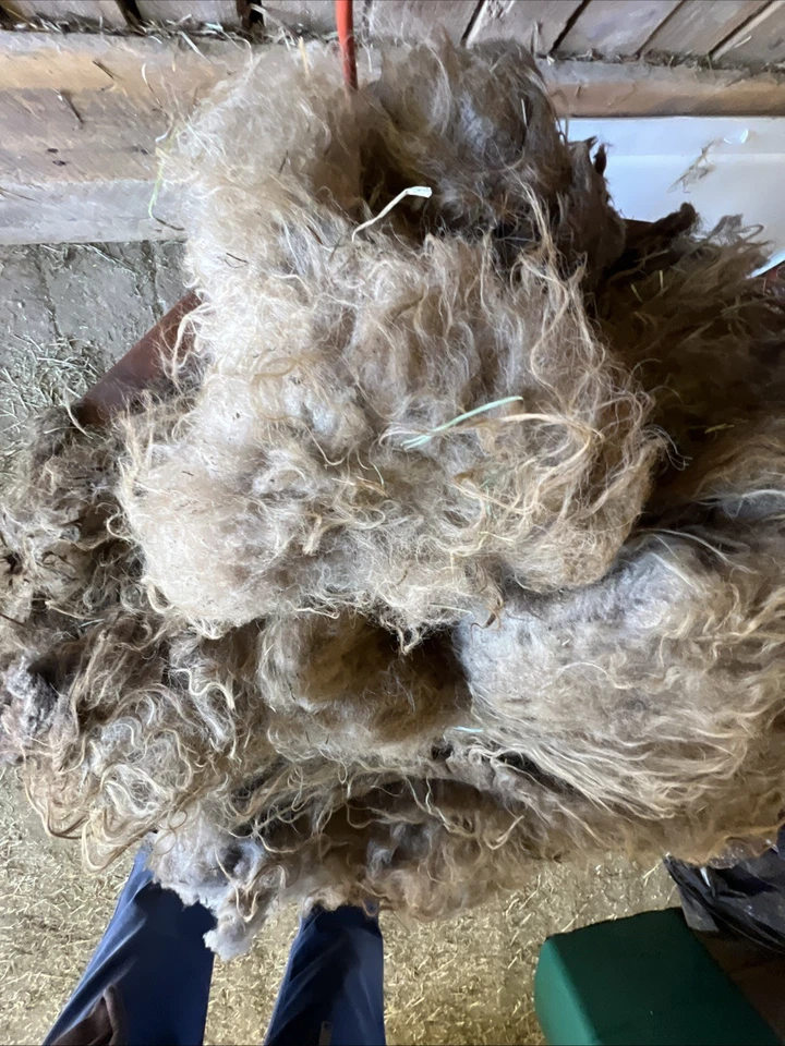 Icelandic fleece NICE, Raw unwashed, unskirted, 2.2 lbs our sheep - Image 2 of 4