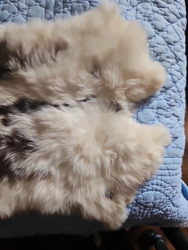 Piel de conejo natural blanco y marrón 14"x10" manualidades proyectos decoración EE. UU.  Foto 3 de 4