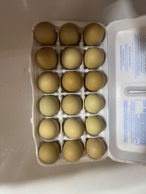 (6) olive egger hatching eggs