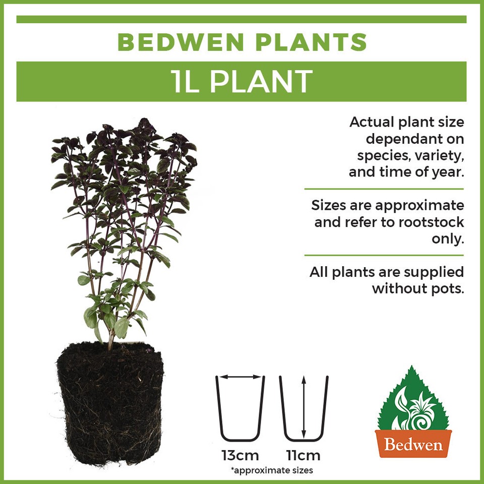 Wasabi 'Mephisto Green' 1L Plant. Hot Japanese mustard. Spicy. eBay