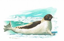 Foka siodłowa drapieżniki foki dla psów - obraz z nadrukiem artystycznym - 25,5 x 17,5 cm