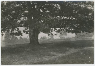 Jan Bułhak (1876 1950). Étude d'arbre. Pologne. Pictorialisme. Circa 1930 40.