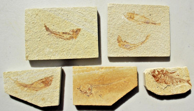 6 Baby Fossil Fish #30    Knightia & Diplomystus   Ave. Length 2.25'' - 3.0''