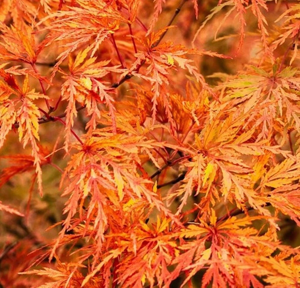 Acer Tree Orange Lace New Variety Rare Japanese Maple 3L Pot Plants to your door - Image 3 of 4