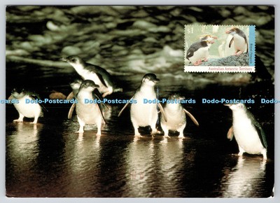 D303021 Australien Australian Antarctic Territory Royal Penguin A N T Otto Rogge