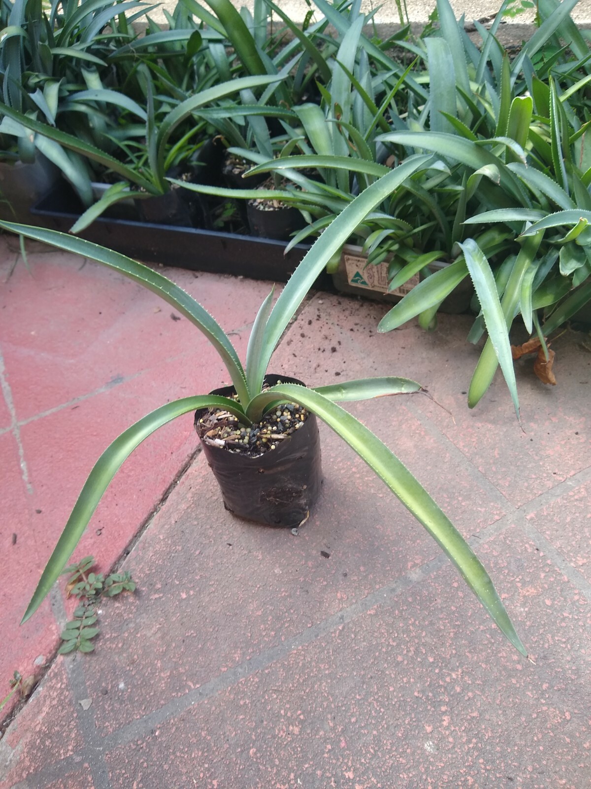 Picture 9 of 15