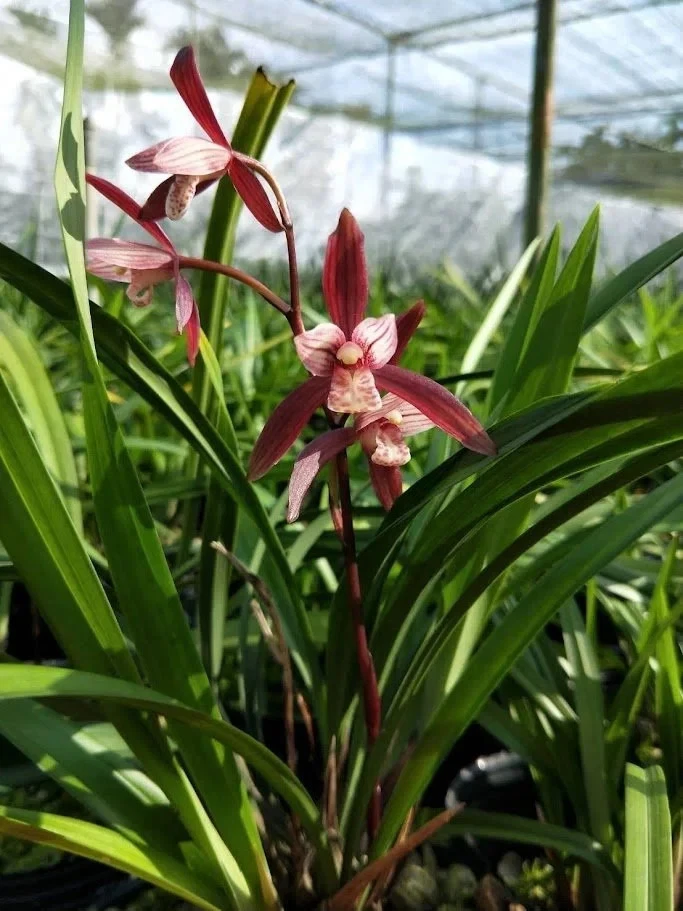 Cymbidium Ensifolium 建兰 Rojo Anual '年年红' Toda Temporada Floración Altamente Fragante Foto 2 de 4