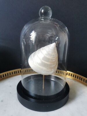 Coquillage Astraea Undosa Nacré Globe en verre. H. 18,5cm | Shell Glass Dome | UK
