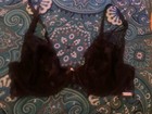 Montelle Intimates Coquette Demi Lace Bra Underwire Bra Size 30E — photo 1
