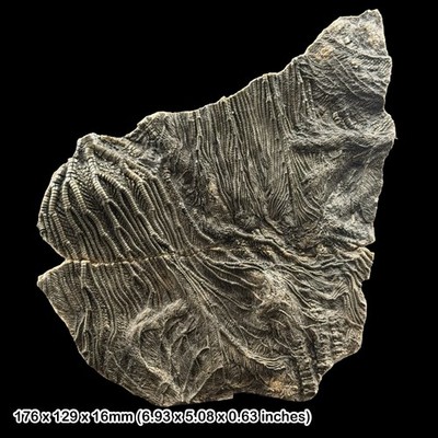 Pentacrinites Crinoid Fossil Slab Jurassic Lyme Regis Dorset UK Black Ven Marls