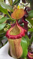 Nepenthes robcantleyi x (sibuyanensis x ventricosa) BE-3748 MEDIUM - pitcher