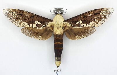 Cossidae, Xyleutes sp., male, A1-, Solomon Islands