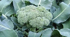 Green Sprouting Calabrese Broccoli Seeds 300+ Seeds NON-GMO  BUY 4 GET FREE SHIP